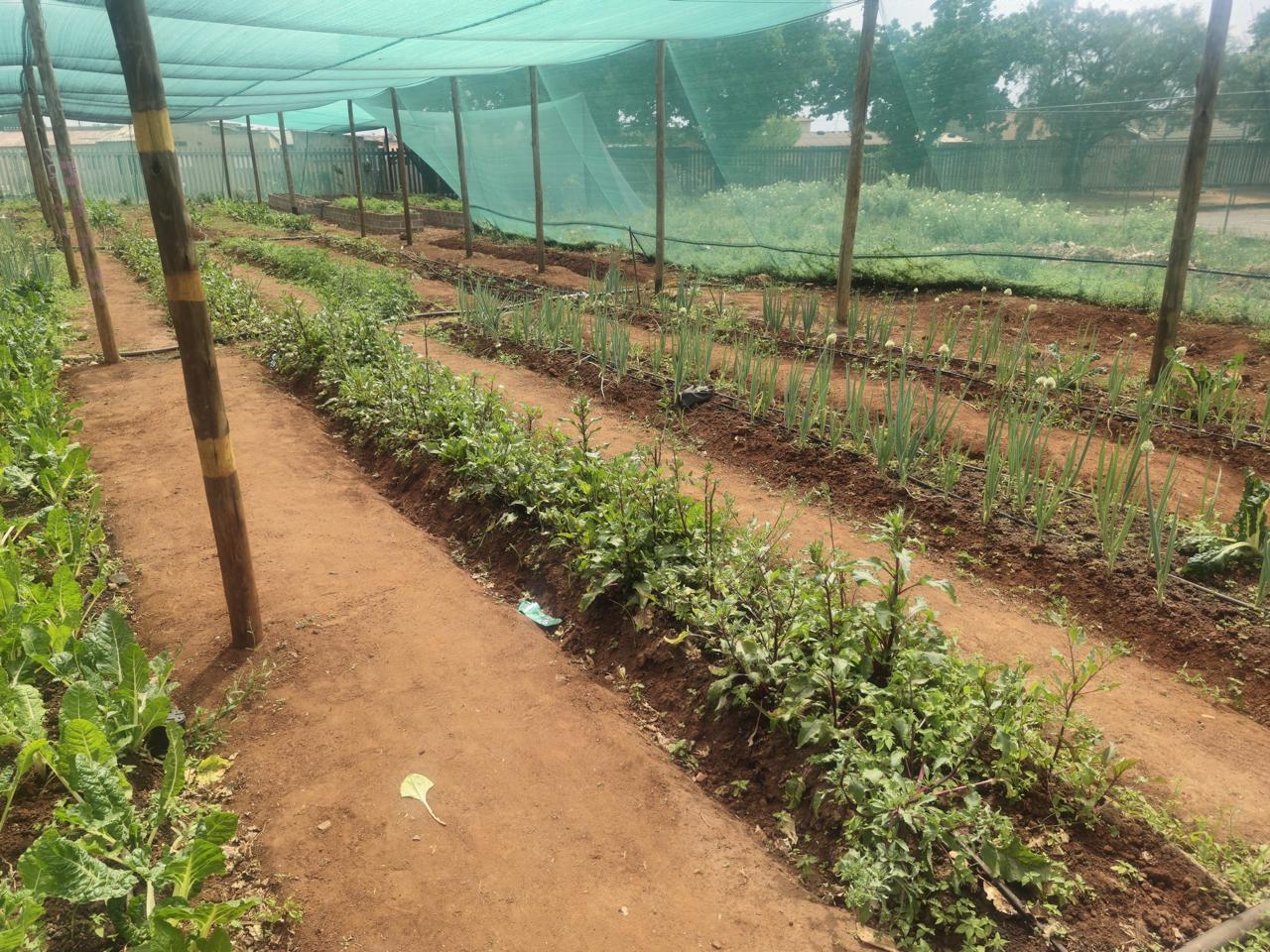 Greenhouse